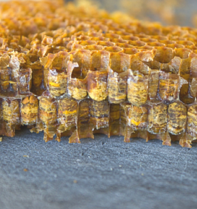 Bee Bread